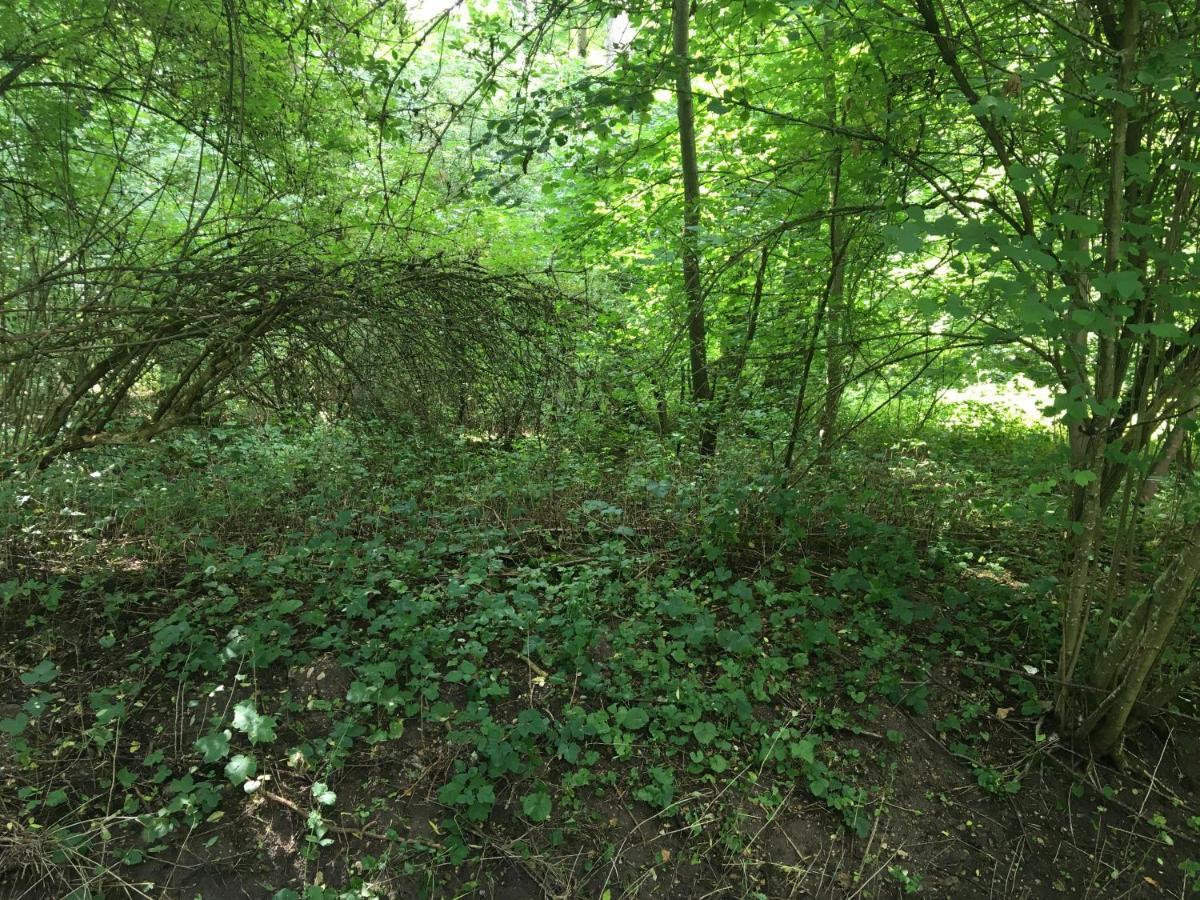 Un Coin De Foret Courmas Dış mekan fotoğraf